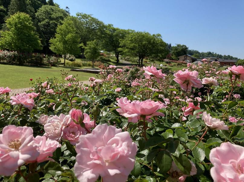 東沢バラ公園開花状況