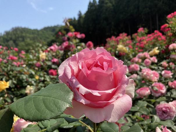 6月15日東沢バラ公園開花状況