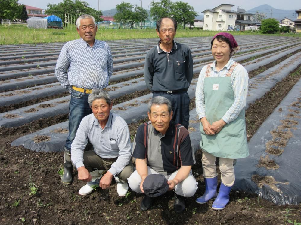 村山の里芋収穫できます。