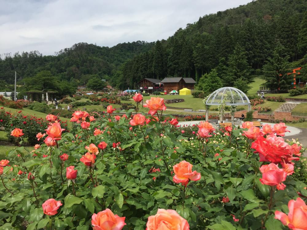 6月6日　東沢バラ公園開花状況