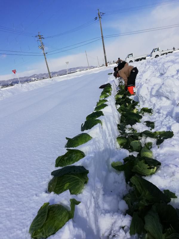 雪の下キャベツの収穫