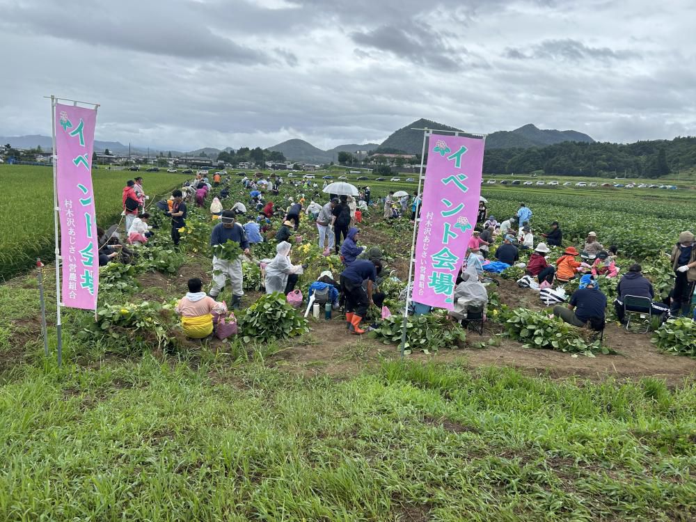 『枝豆もぎとり収穫祭』開催いたしました！