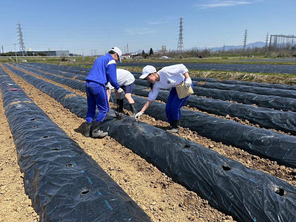 農作業体験として第八中学校2学年の皆さんと悪戸芋定植作業を行いました！