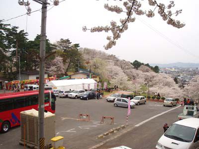 南陽烏帽子山の桜です。