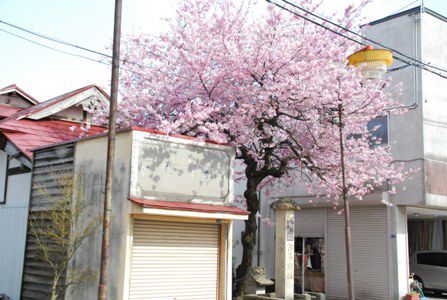 長井まちなかの桜～のつづきです