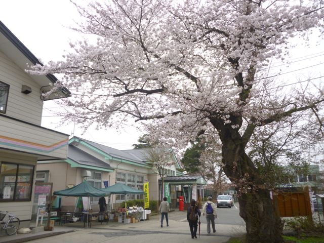 長井まちなかの桜　その４（４月２８日）