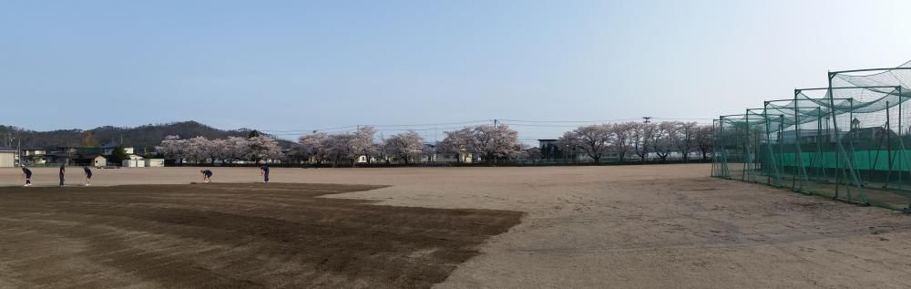 桜満開です