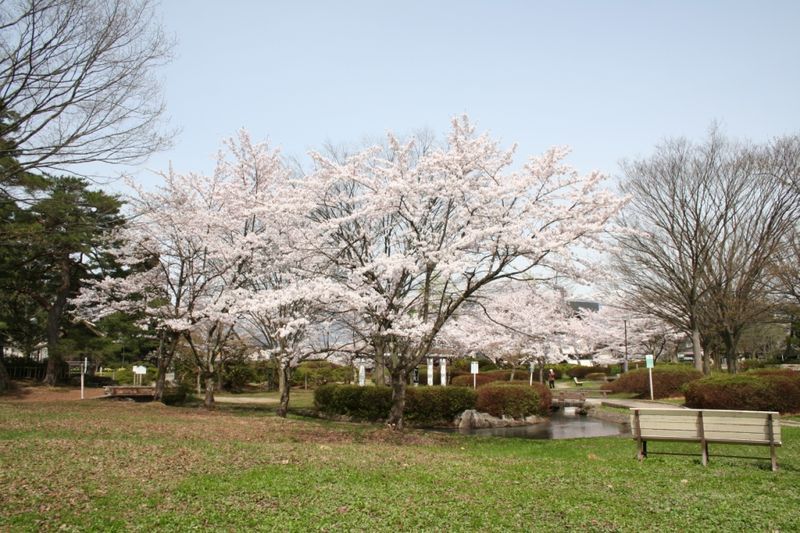 観光情報・桜の開花予想