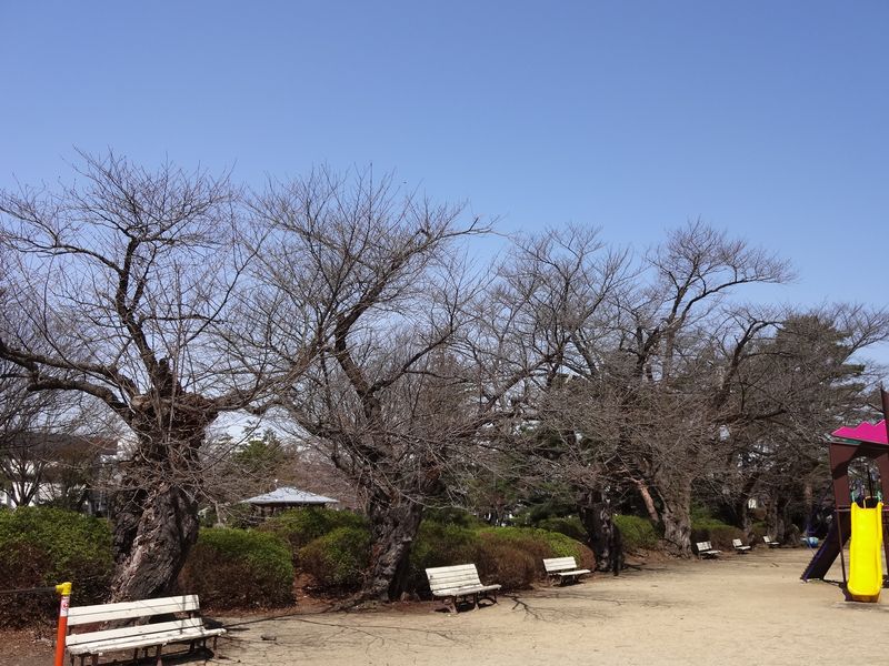 ’13白つつじ公園の桜開花情報（4月9日）