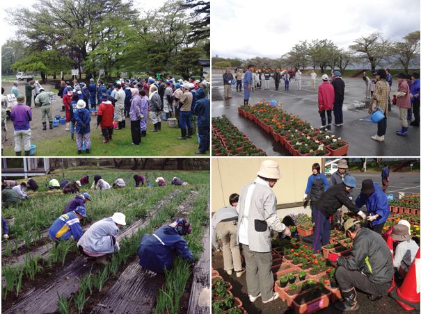 あやめ公園でボランティアの方々によるあやめの除草作業・花植えが行われました！（５月１２日）
