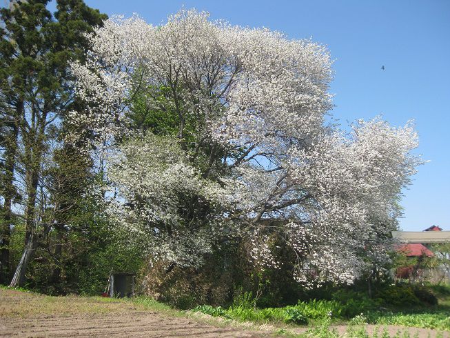 長井市花作町の民家に咲く米蔵桜（５月１２日）