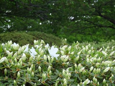 ’13つつじ開花情報（5月16日）