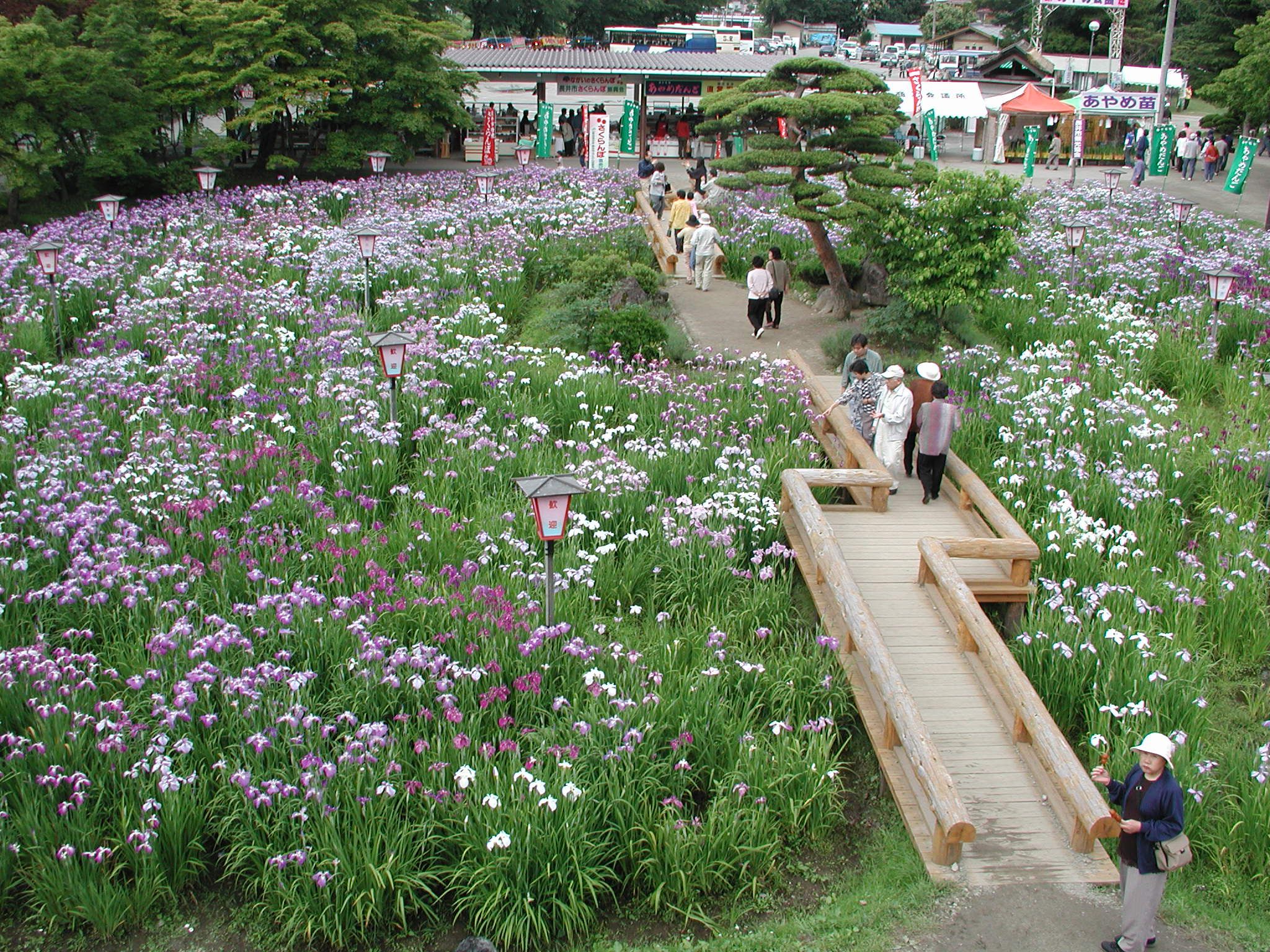 あやめまつり