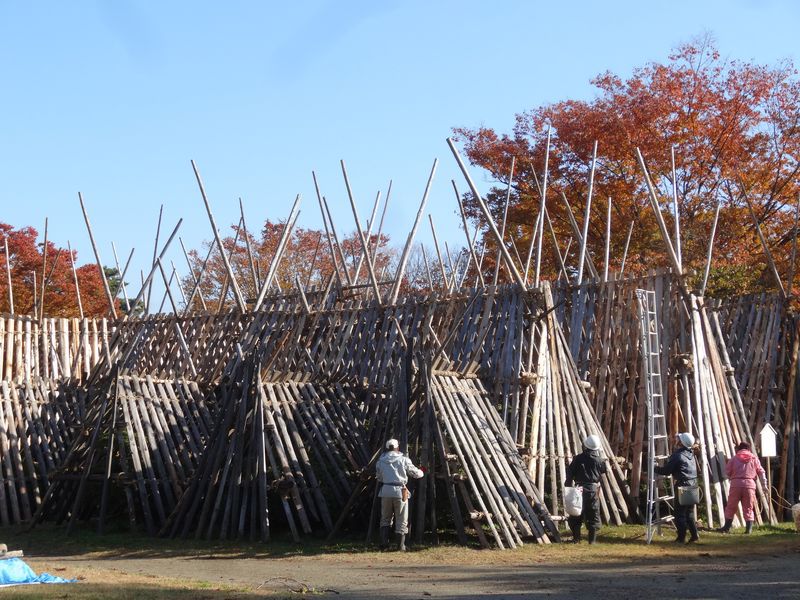 白つつじ公園の雪囲い【11月14日】