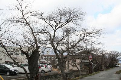 ’14最上川堤防千本桜情報（3月31日）