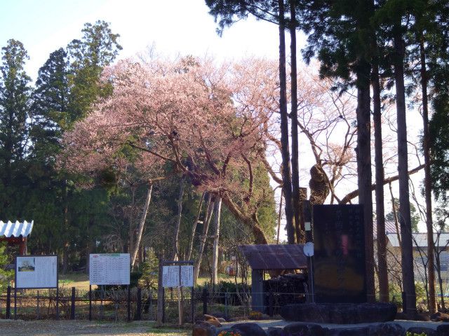 ’14草岡の大明神桜開花情報（4月25日）