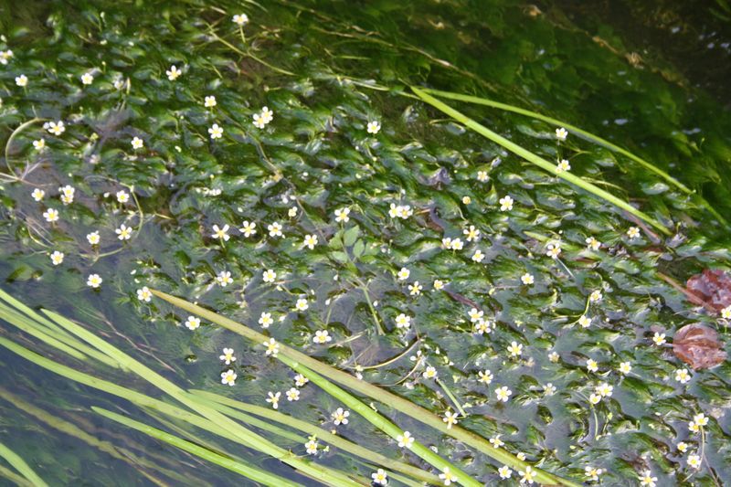 花作川の梅花藻