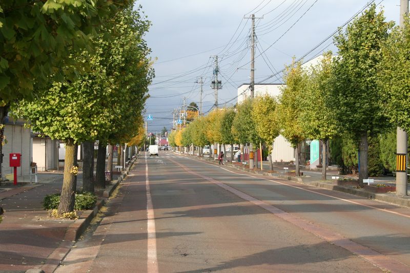 【'14 紅葉情報】 長井のイチョウ並木と小桜館周辺(10月27日)