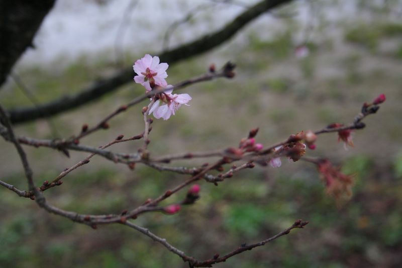 伊佐沢小学校の桜が咲いていました♪(12月1日)