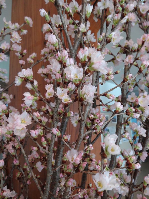 野川まなび館で啓扇桜がおもてなし♪