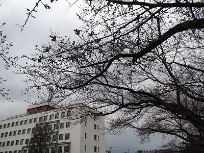 ’13長井市内の桜開花情報（4月17日）