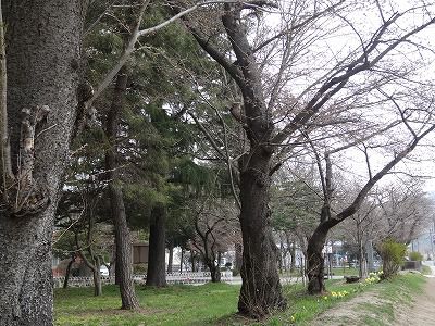 ’13長井小学校の桜開花情報（4月17日）