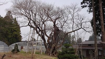 ’13草岡の大明神桜開花情報（4月18日）