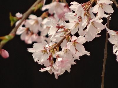 ’13長井市内の桜開花情報（4月18日）