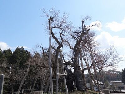 ’13伊佐沢の久保桜開花情報（4月19日）