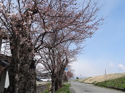 ’13最上川堤防千本桜開花情報（4月19日）