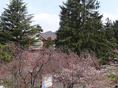 ’13長井市内の桜開花情報（4月19日）