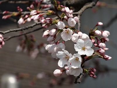 ’13最上川堤防千本桜開花情報（4月22日）