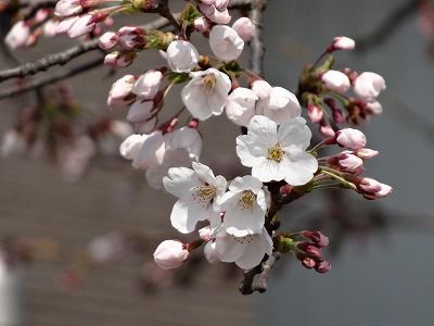 ’13長井市内の桜開花情報（4月22日）