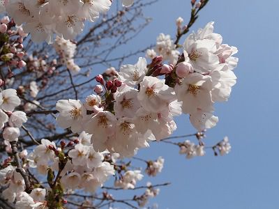 ’13長井市内の桜開花情報（4月23日）