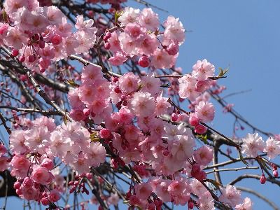 ’13長井市内の桜開花情報（4月25日）