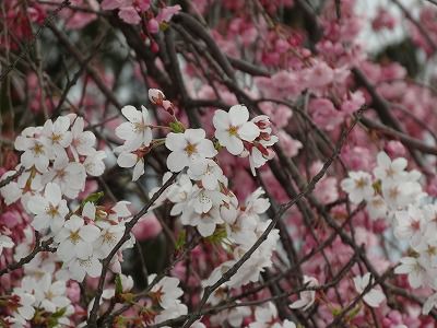’13長井市内の桜開花情報（4月26日）