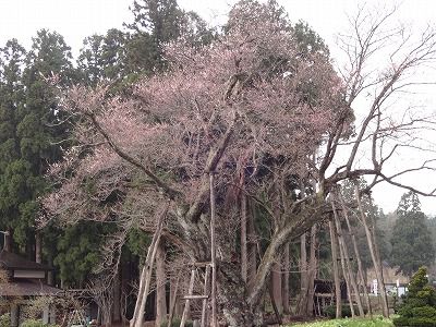 ’13草岡の大明神桜開花情報（4月28日）