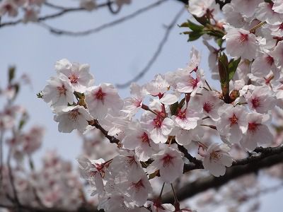 ’13長井市内の桜開花情報（4月28日）