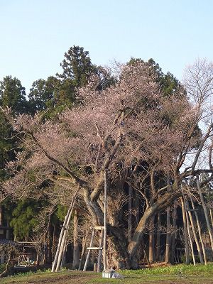 ’13草岡の大明神桜開花情報（4月29日）