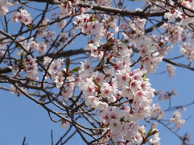 ’13長井市内の桜開花情報（4月29日）