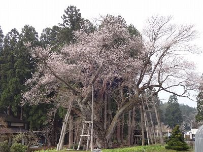 ’13草岡の大明神桜開花情報（4月30日）