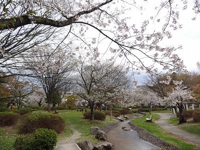 ’13長井市内の桜開花情報（4月30日）