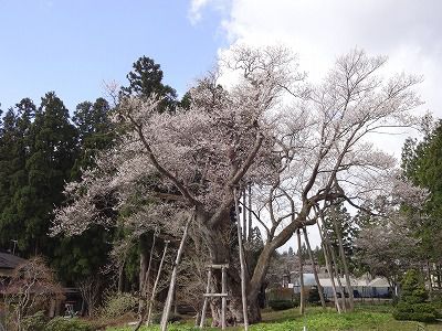 ’13草岡の大明神桜開花情報（5月1日）