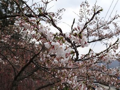 '15長井市内の桜開花情報（4月16日）
