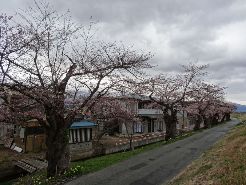 '15最上川堤防千本桜開花情報（4月17日）