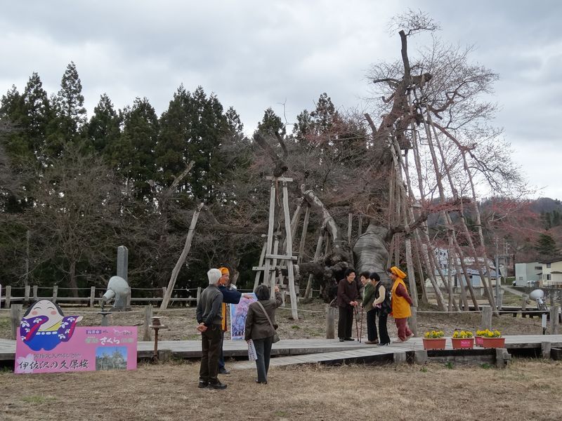 '15伊佐沢の久保桜情報（4月17日）