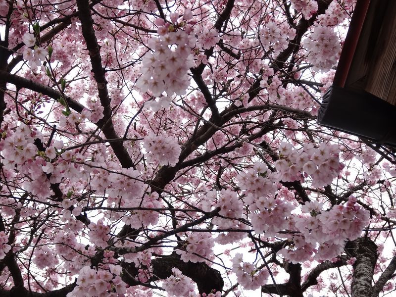 '15長井市内の桜開花情報(4月17日)