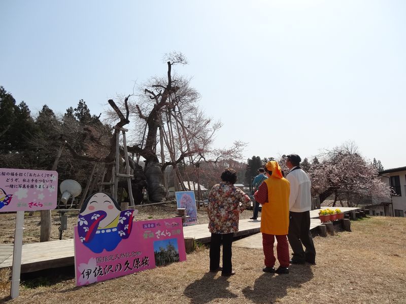 15'長井市内桜開花情報（4月18日）