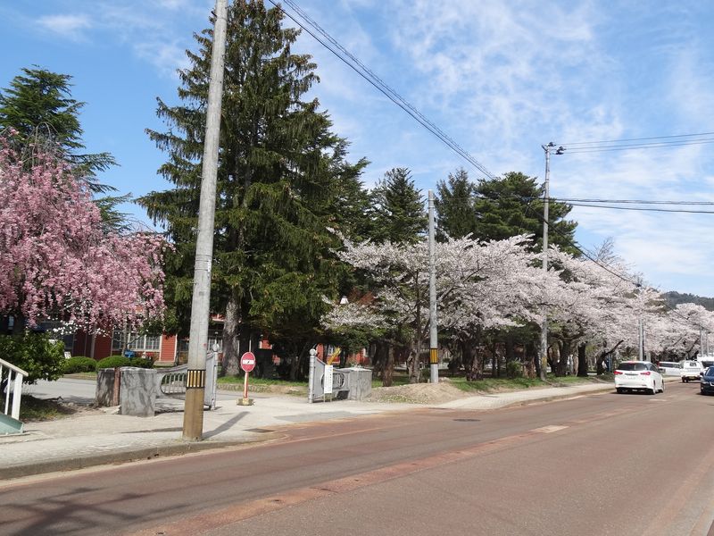 『まちなかの桜ＭＡＰ』で散策してみませんか！