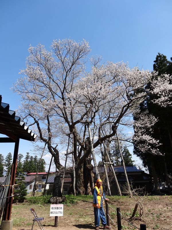 '15草岡の大明神桜の開花情報（4月25日）